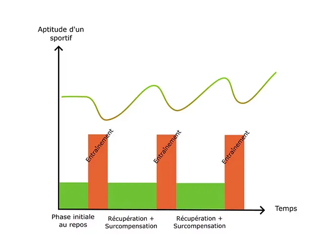 Modélisation de l'effet d'un entraînement avec une récupération optimale sur l'aptitude d'un sportif en fonction du temps
