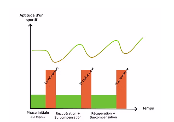 Modélisation de l'effet d'un entraînement avec une récupération optimale sur l'aptitude d'un sportif en fonction du temps